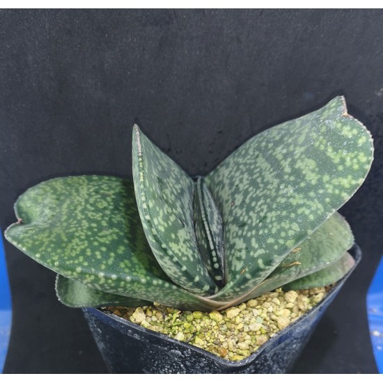 Gasteria hyb.'KYORYU' です